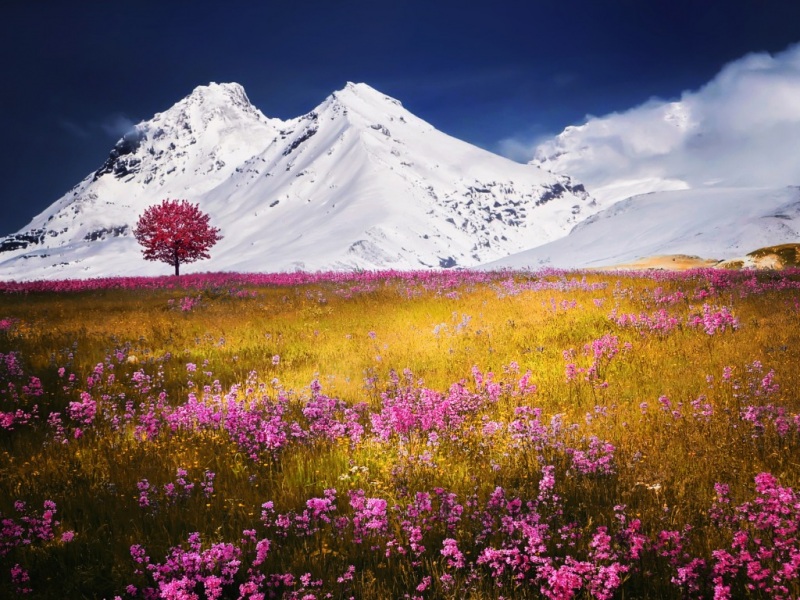 雪山花海配紫薰衣草 这套风景壁纸太适合当电脑桌面了