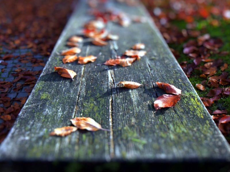 秋日落叶配长凳 氛围感电脑桌面壁纸来了