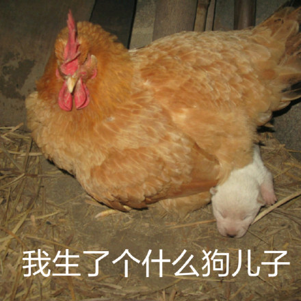 鸡年斗图必备！这套小鸡表情包赶紧收好