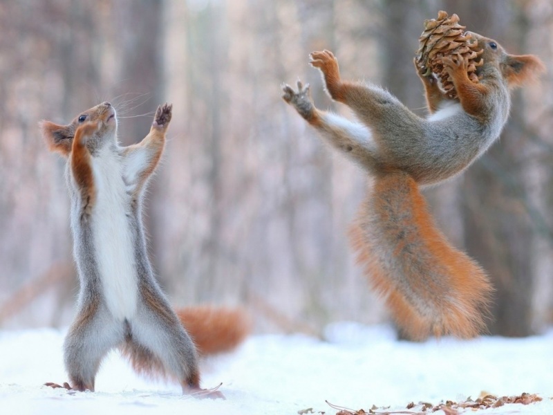 冬日松鼠抱松果可爱壁纸合集 高清尺寸任选