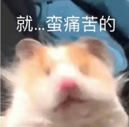 聊天斗图必备！这套小仓鼠表情包太会整活了