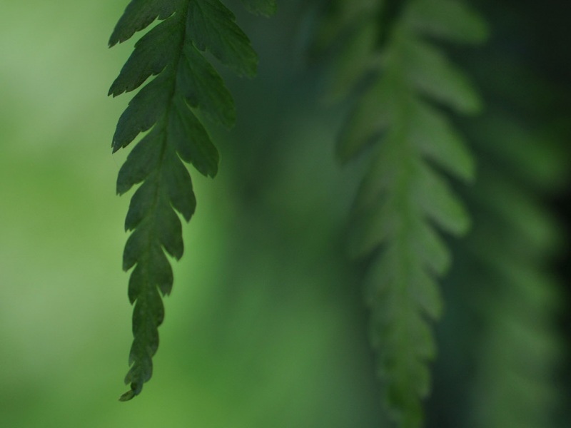 绿色植物主题电脑桌面壁纸推荐