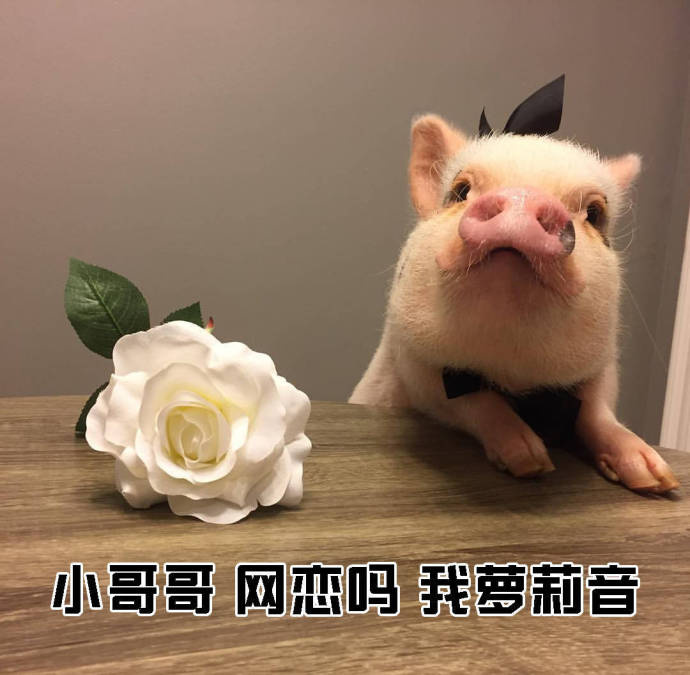 小姐姐搭讪小哥哥的表情包合集来啦