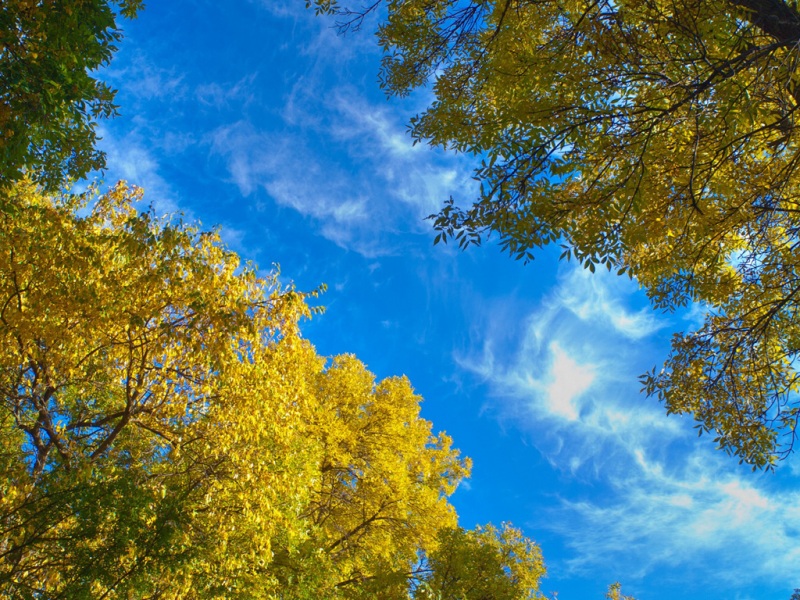 治愈系林间天空风景电脑桌面壁纸