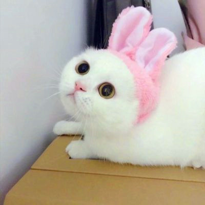 猫咪情侣头像来啦！28组高清可爱款一对两张