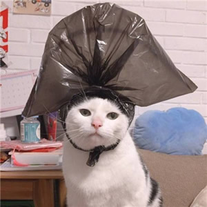 超萌猫咪情侣头像！一左一右超适配的一对两张头像合集来啦