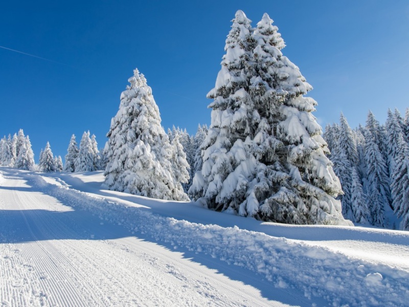 冬日雪后云杉公路风景 高清电脑桌面壁纸