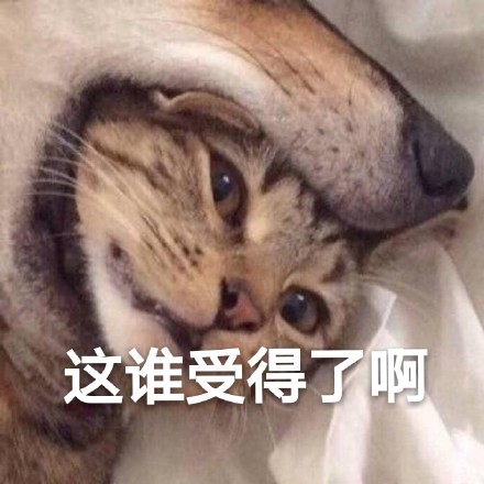 这波斗图全靠喵！一组可爱猫猫表情包合集