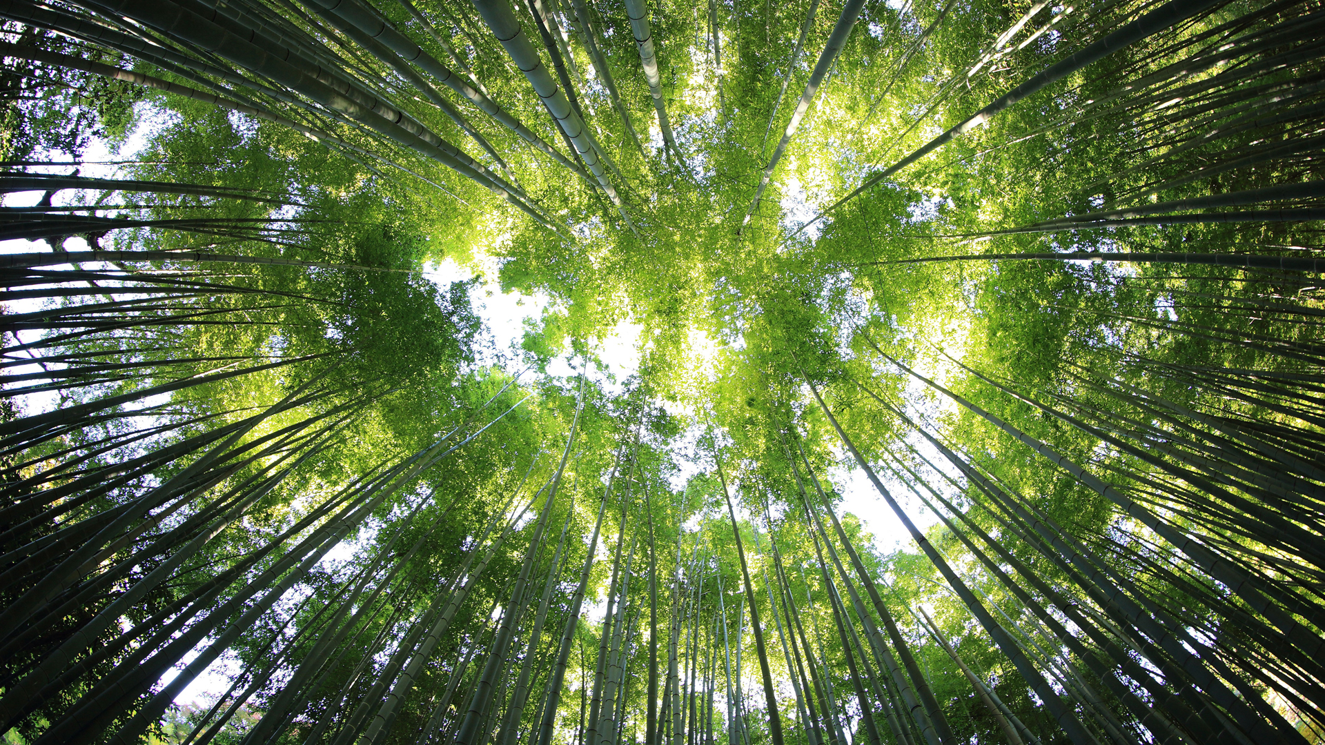 竹海晴空电脑壁纸上新！多款分辨率可选