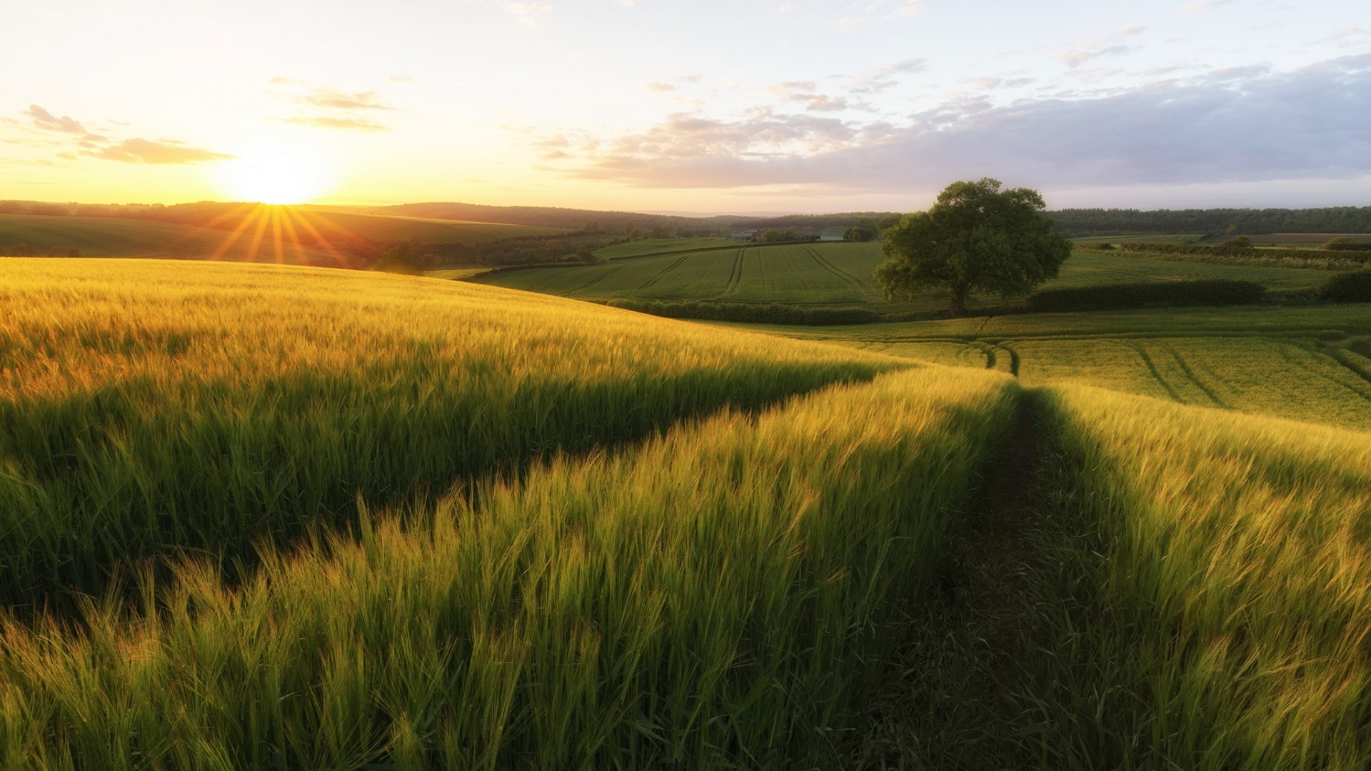 黑麦场配道路树木阳光 治愈系电脑动漫风景壁纸