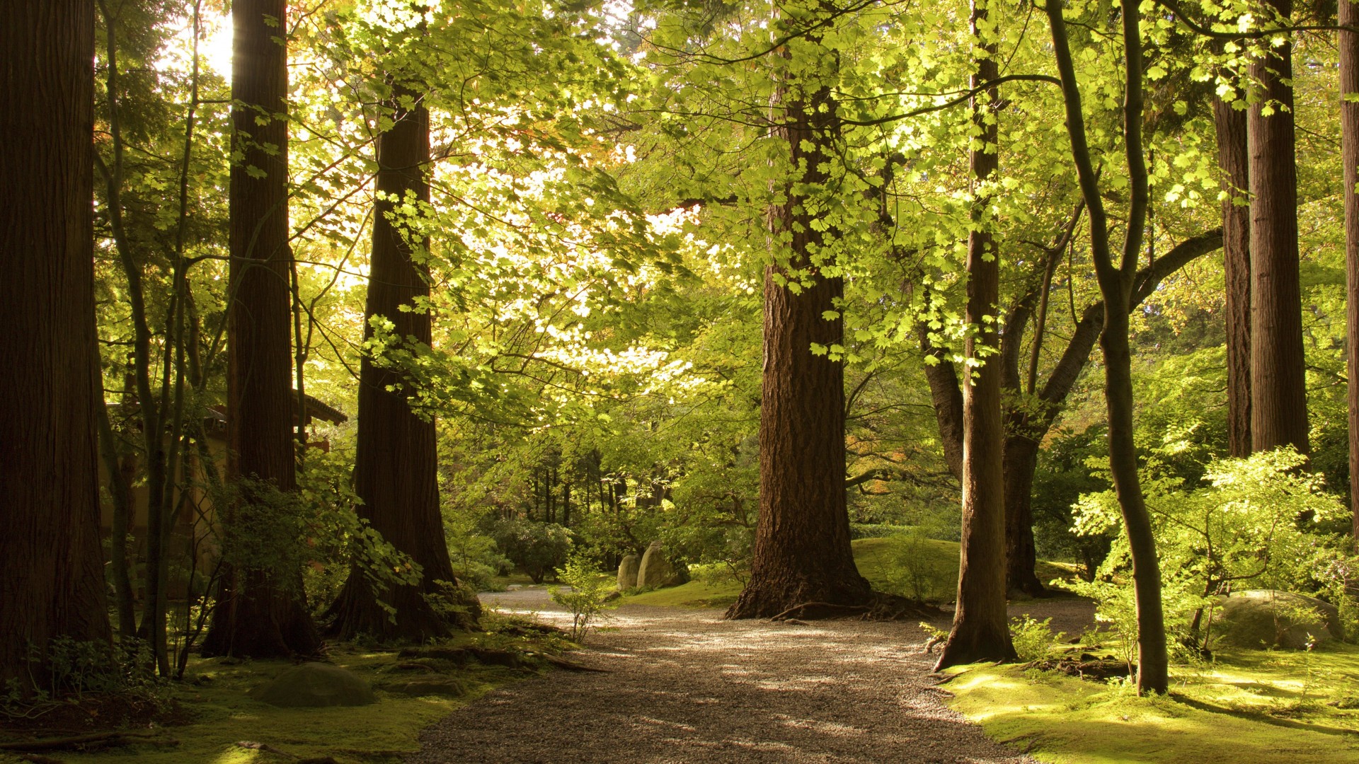 自然公园道路树木树叶主题高清风景壁纸合集