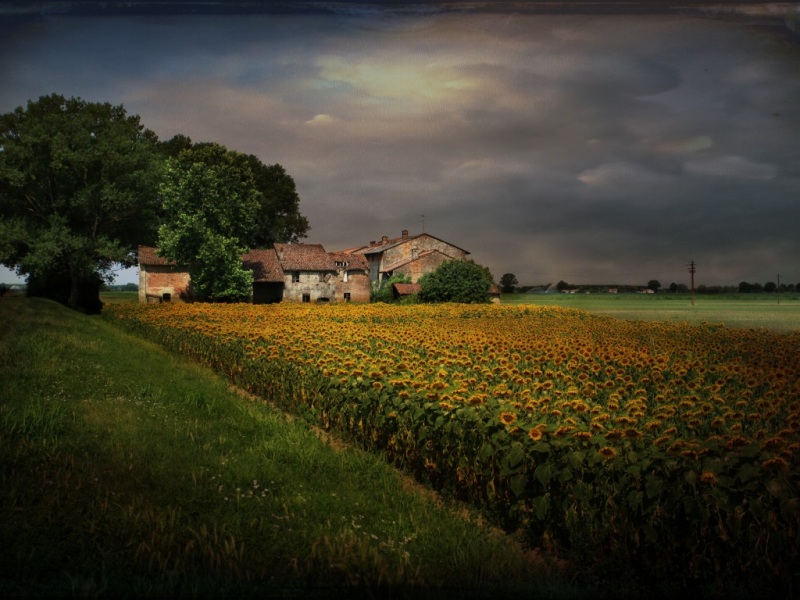 向日葵家园树风景壁纸分享 多款高清尺寸可选