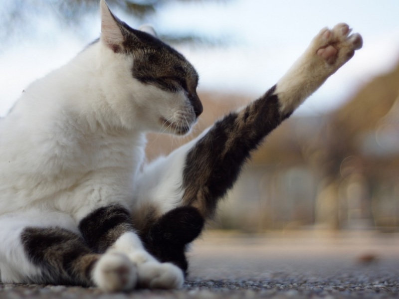 超治愈可爱猫咪电脑桌面壁纸 高清动物壁纸合集