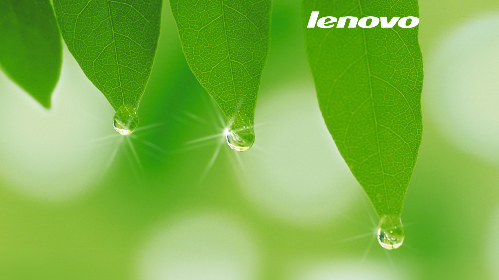 带晶莹水珠的绿叶纹路壁纸！联想官方护眼电脑桌面图