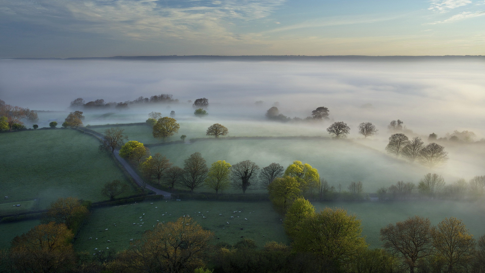 雾中牧场绵羊的治愈风景电脑壁纸