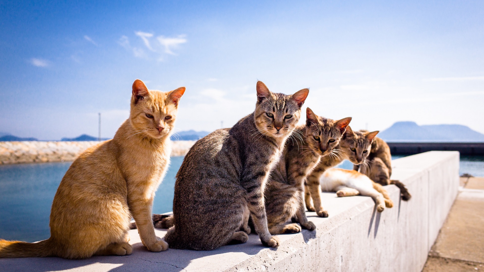 夏天站姿超萌小猫咪！这款可爱壁纸太治愈了
