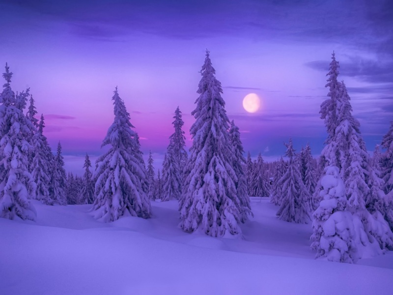 冬日森林雪地风景电脑壁纸