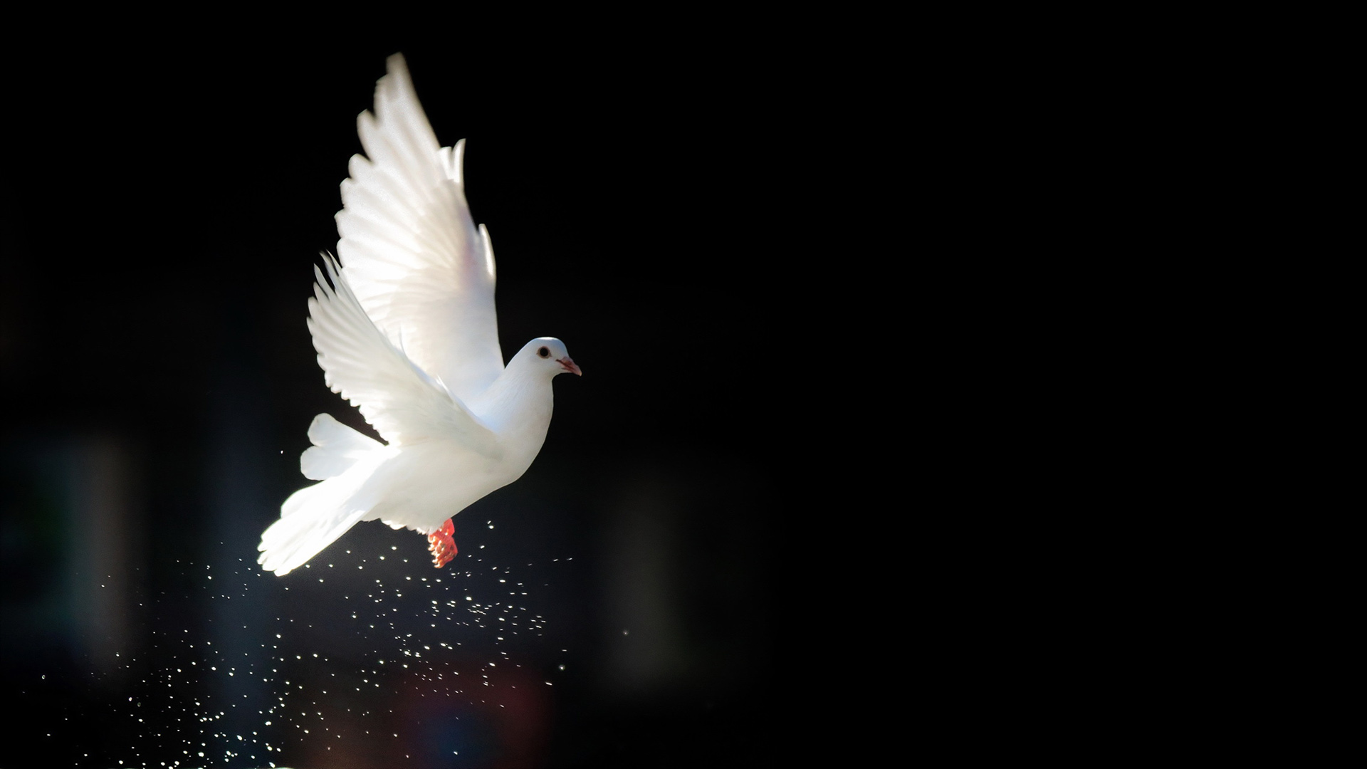 鸽子主题自然动物电脑高清壁纸合集