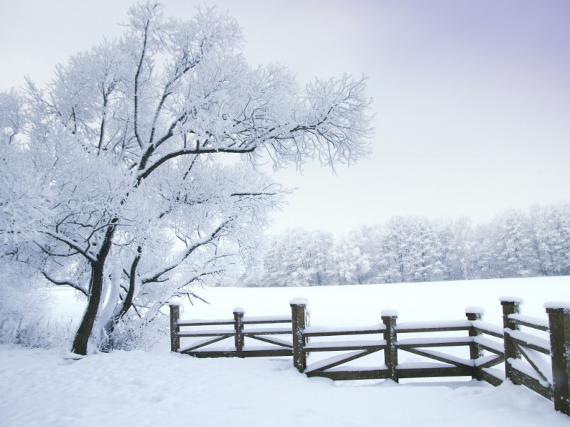 冬日雪原树木风景电脑壁纸