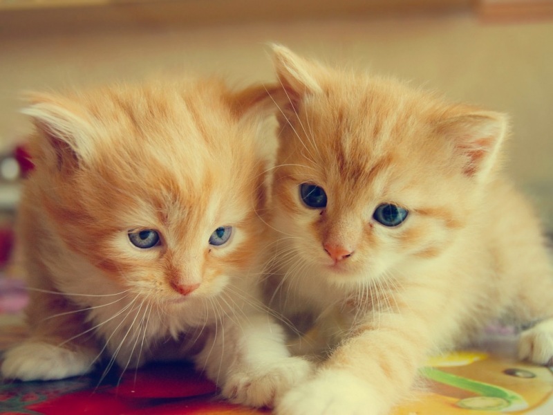 两只软萌幼猫桌面壁纸！高清款任你挑