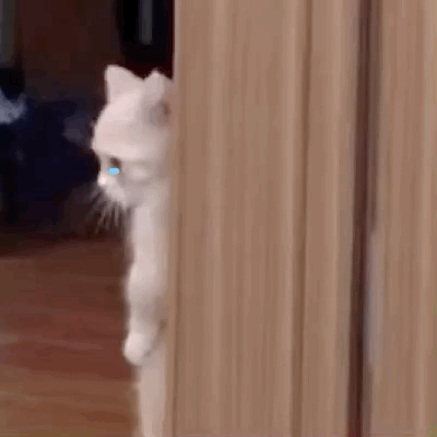 聊天斗图不用愁！这套实用动图表情包直接存