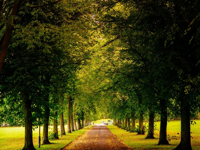 英格兰谢菲尔德秋日道路树景 电脑桌面动漫风壁纸