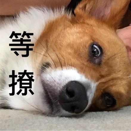 柯基版“打死你个龟孙”表情包来啦，斗图又有新素材