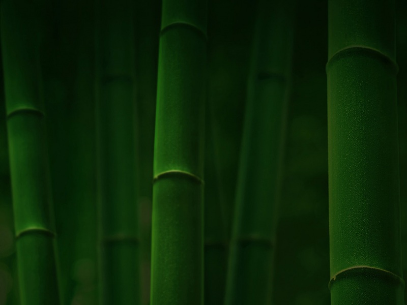 护眼又治愈！竹林绿竹风景电脑动漫壁纸合集