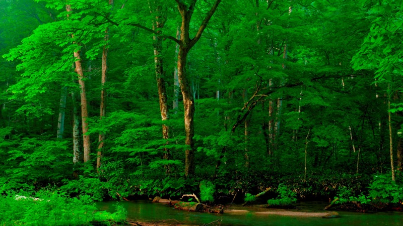 阿尔卑斯山河流沙滩森林风景电脑壁纸合集