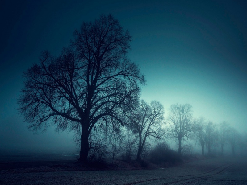 雾中林木自然风电脑桌面壁纸分享