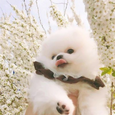 超萌宠物情侣头像！一左一右一对两张高清图来啦