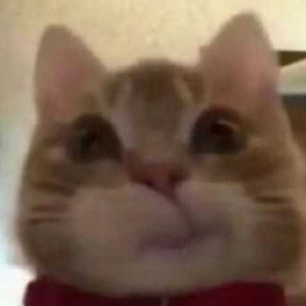 歪嘴猫猫表情包合集来啦