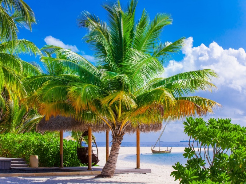 夏日热带沙滩棕榈海岸 电脑高清桌面壁纸