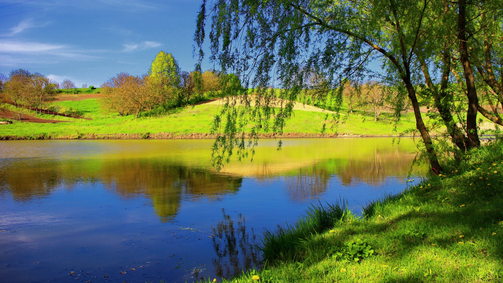 夏天树木草地河流柳树 超治愈电脑动漫风景壁纸