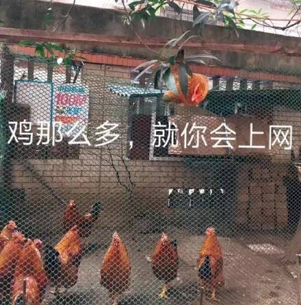 3月3日斗图表情包合集来啦