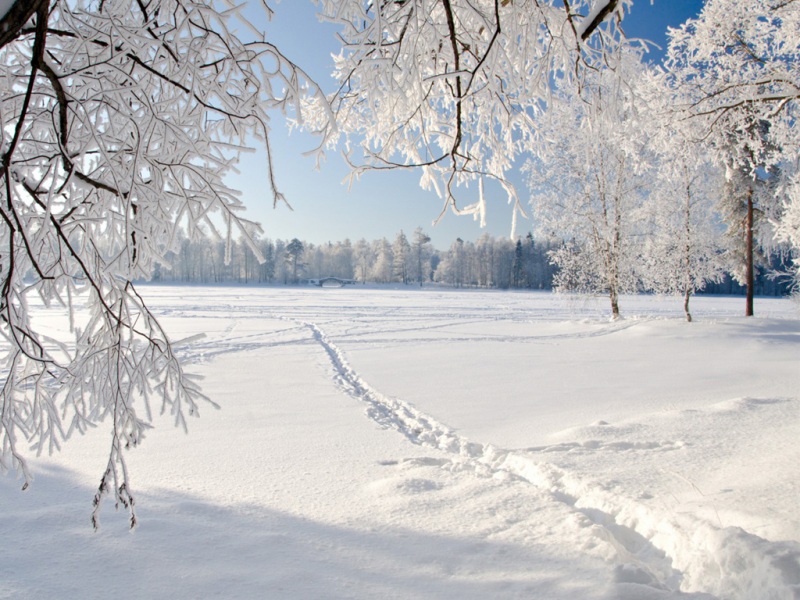 冬日冰雪树景电脑壁纸上新 白茫茫雪地氛围感拉满