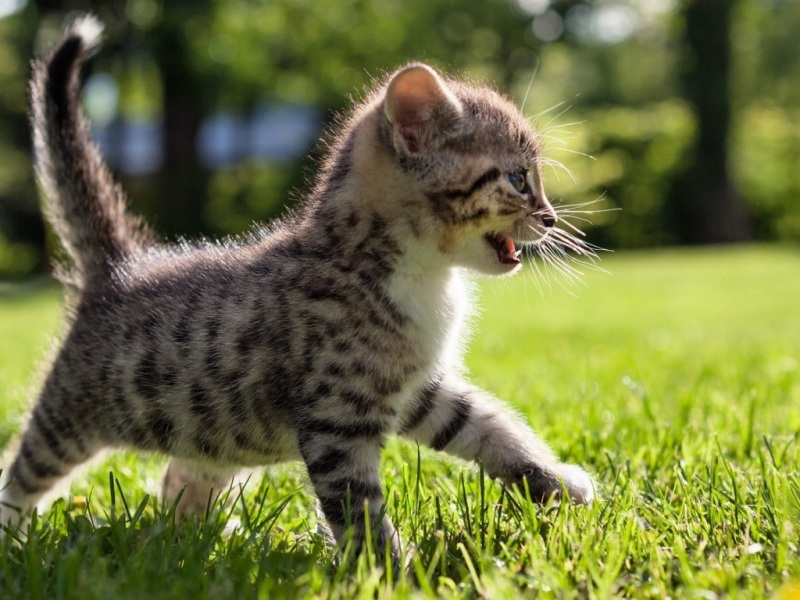 夏天树林草地的小猫壁纸 适配多款电脑屏幕尺寸