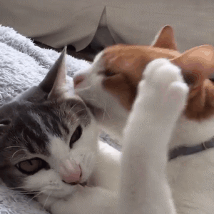 快来吸猫！这套Riepoyonn喵星人猫片表情包太治愈了