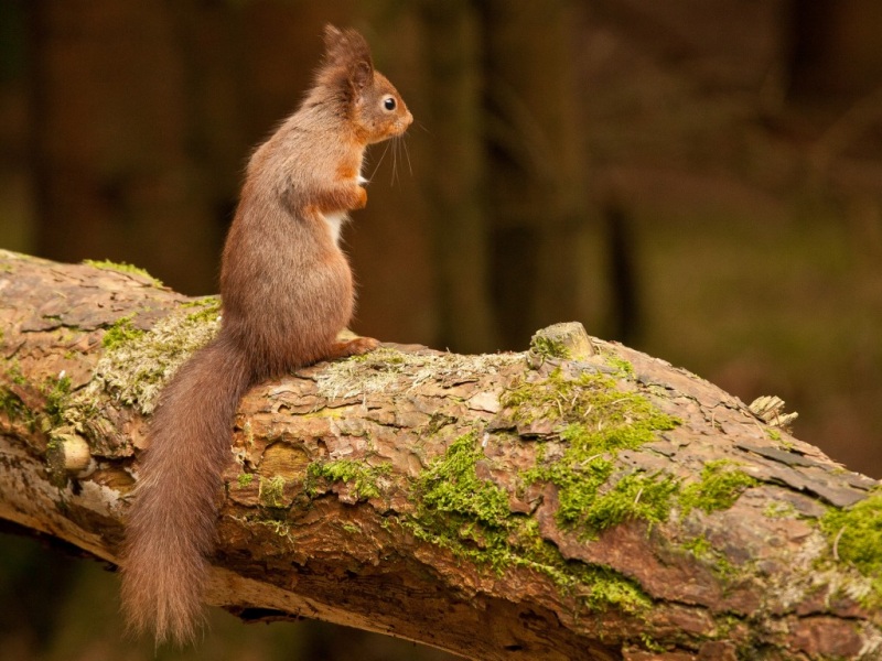 森林里的小松鼠太治愈！这款可爱动物壁纸直接戳中心巴