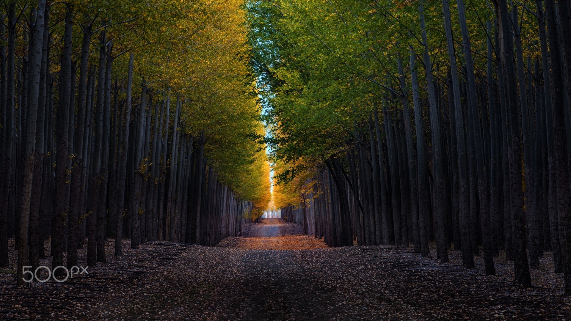 秋日小巷林荫道风景电脑动漫壁纸