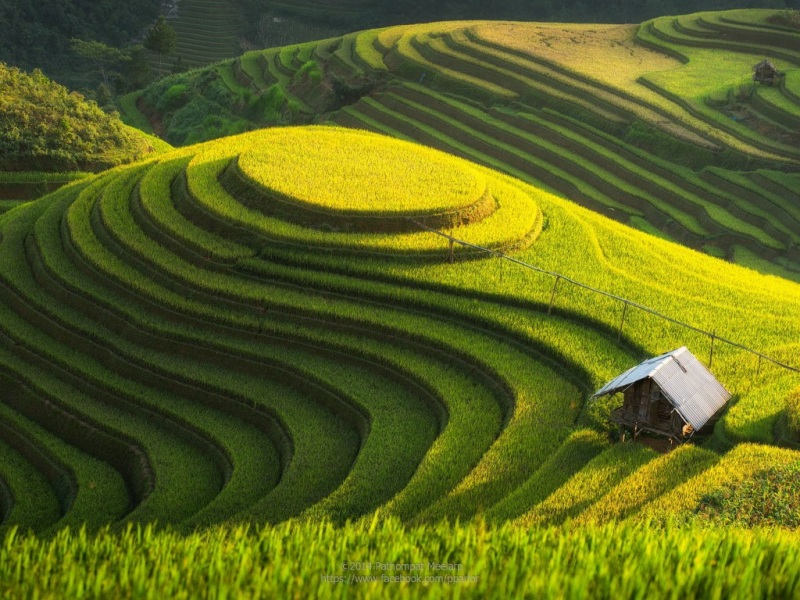 梯田水稻山地种植园 自然风景动漫电脑壁纸