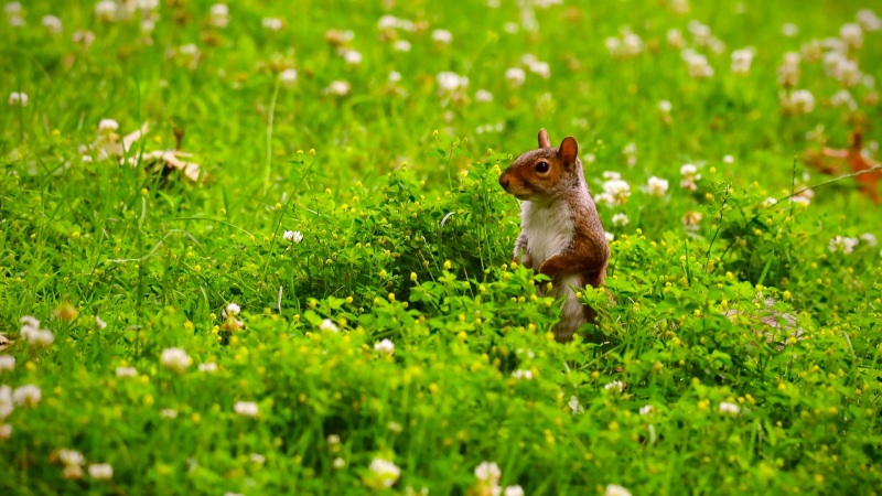 带着鲜花草地巡逻的可爱松鼠 高清电脑动漫壁纸