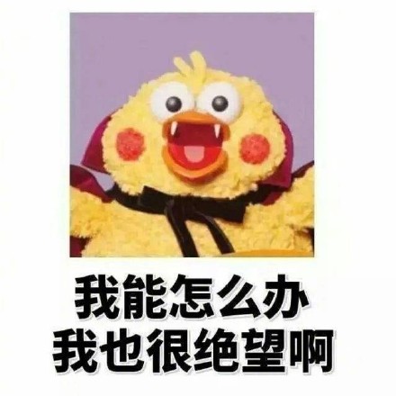 鹦鹉兄弟版“偷偷告诉你”表情包来啦