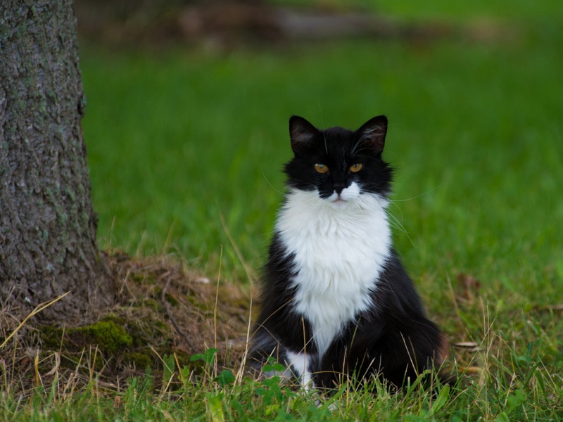 蹲在绿草地上的黑白猫咪 治愈感拉满的可爱壁纸合集