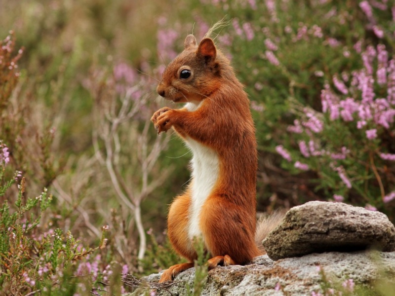 林间红松鼠站在岩石上 超可爱电脑桌面壁纸来啦