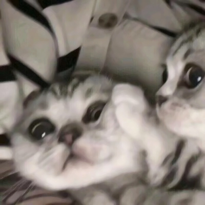 软萌猫咪情侣头像！18组一左一右高清可爱款