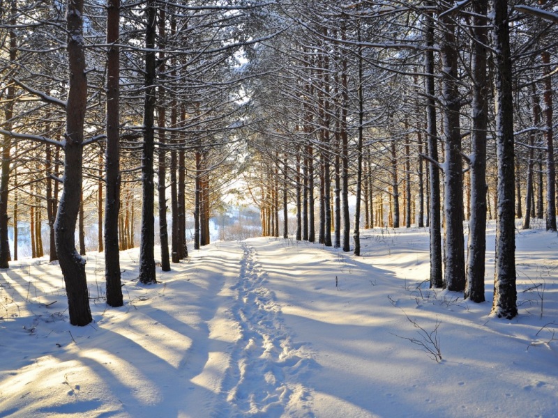冬日林间雪后风景电脑壁纸