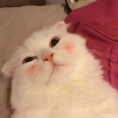 32组超萌宠物情侣头像！左右配对高清可爱款