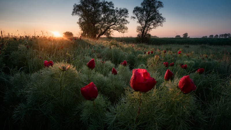 这款带晨空花草的动漫风景壁纸，适配多款主流电脑屏幕尺寸