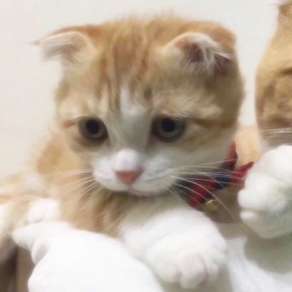 22张超萌喵星人情侣头像 高清可爱直接用